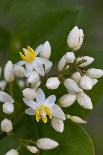 Nandina domestica #12